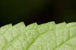 White snakeroot